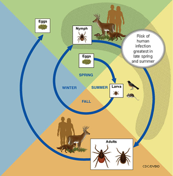 Black-legged Tick Life Cycle